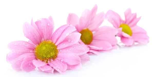 白で隔離される美しい菊の花 — Stock fotografie