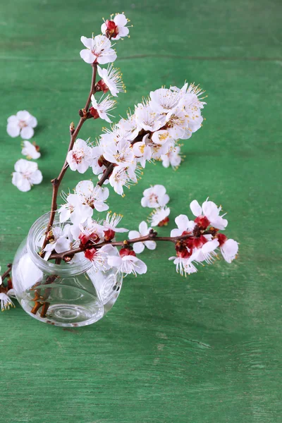 Beautiful apricot blossom in transparent jar on old wooden background — Stock Photo, Image