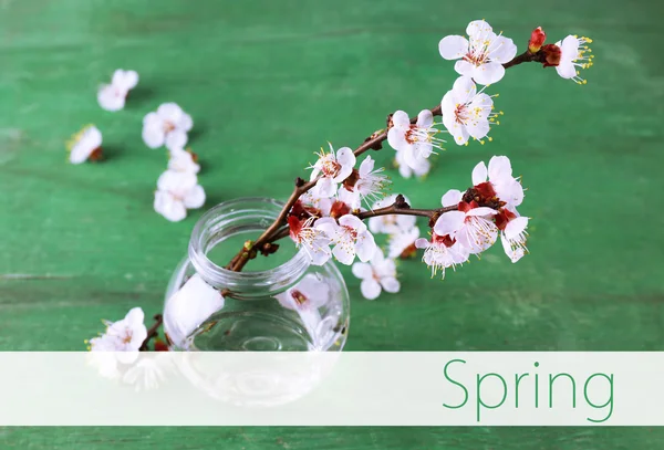 Schöne Aprikosenblüte in transparentem Glas auf altem Holzhintergrund — Stockfoto