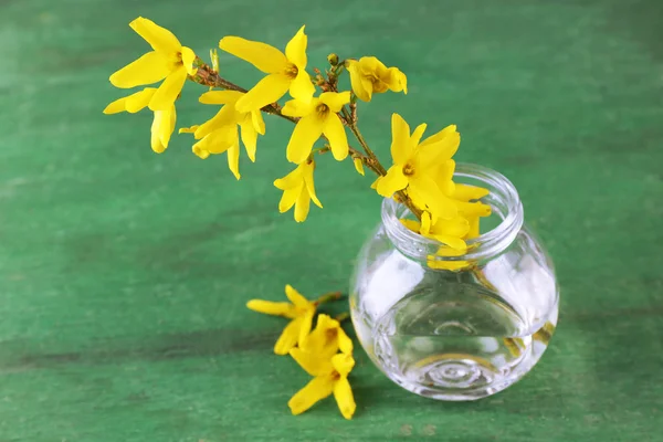 Belle fleur de Forsythia en pot transparent sur un vieux fond en bois — Photo