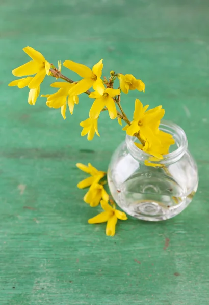 Bellissimo fiore di Forsythia in vaso trasparente su vecchio fondo di legno — Foto Stock