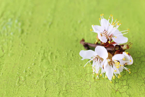 Beautiful apricot blossom on old wooden background — Stock Photo, Image