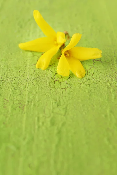 Bella Forsythia fioritura su vecchio sfondo di legno — Foto Stock