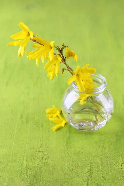 Beautiful Forsythia blossom in transparent jar on old wooden background — Stock Photo, Image