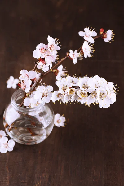Krásná meruňkový květ v průhledné sklenice na dřevěné pozadí — Stock fotografie