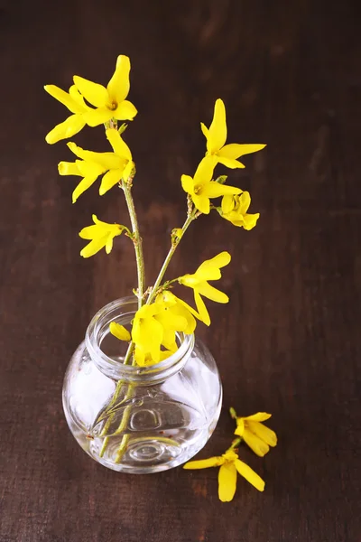 Bellissimo fiore di Forsythia in vaso trasparente su fondo di legno scuro — Foto Stock
