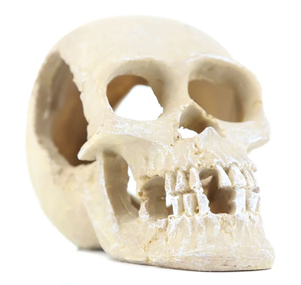 Skull isolated on white — Stock Photo, Image