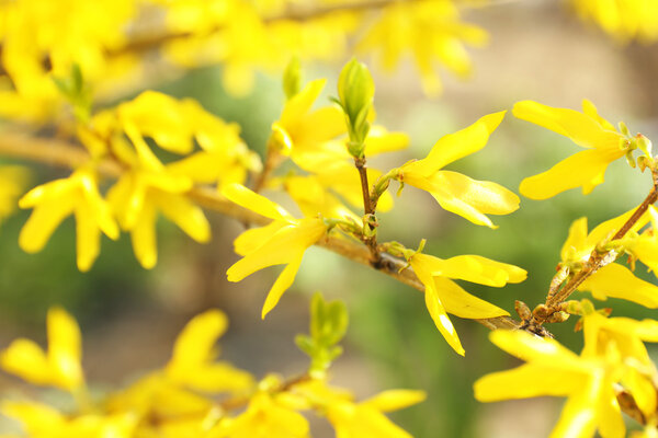 Blooming currant twigs in spring close up