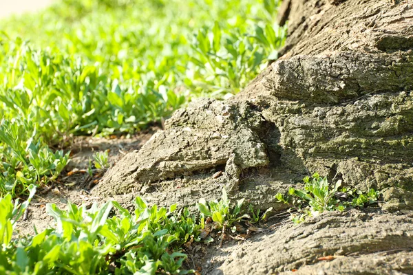 Flower grass and tree bark close up — Stock Photo, Image