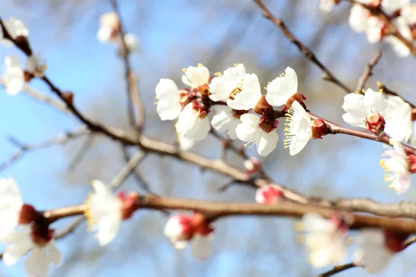 Ramitas de cerezo en flor en primavera de cerca — Foto de Stock
