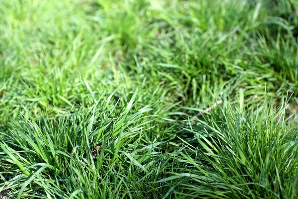 Voorjaar groen gras achtergrond — Stockfoto