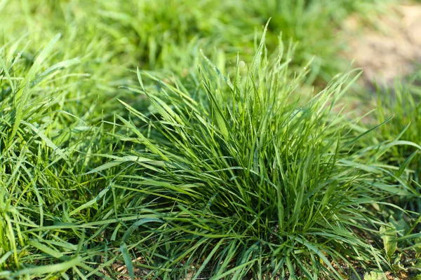 Voorjaar groen gras achtergrond — Stockfoto
