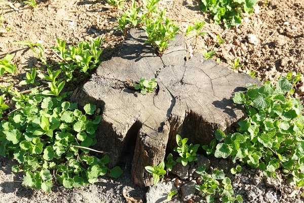 Young plant growing on tree stump — Stock Photo, Image