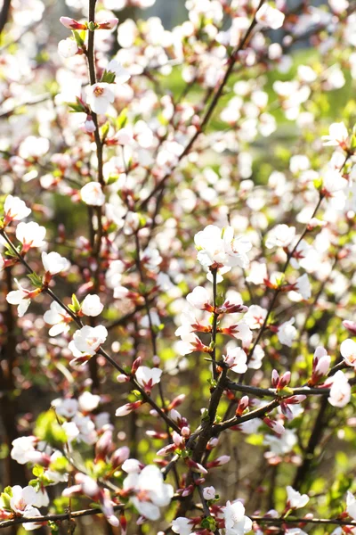 Blooming galhos de primavera de perto — Fotografia de Stock