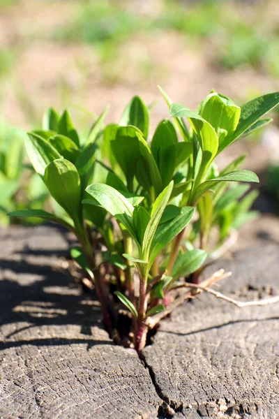 Jovem planta crescendo no toco da árvore — Fotografia de Stock