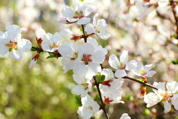 Çiçeklenme ilkbahar twigs yakın çekim — Stok fotoğraf