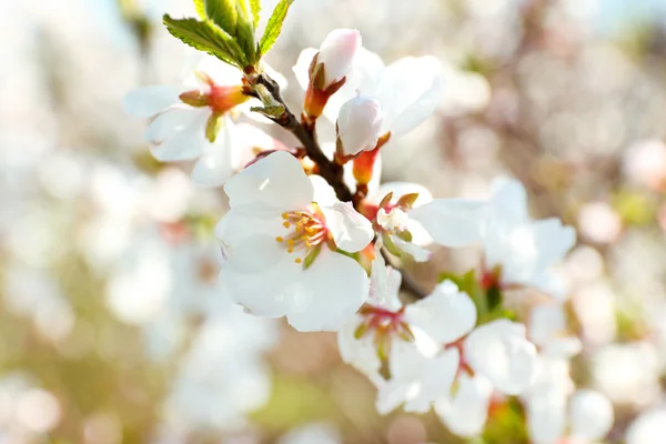 Blühende Frühlingszweige aus nächster Nähe — Stockfoto