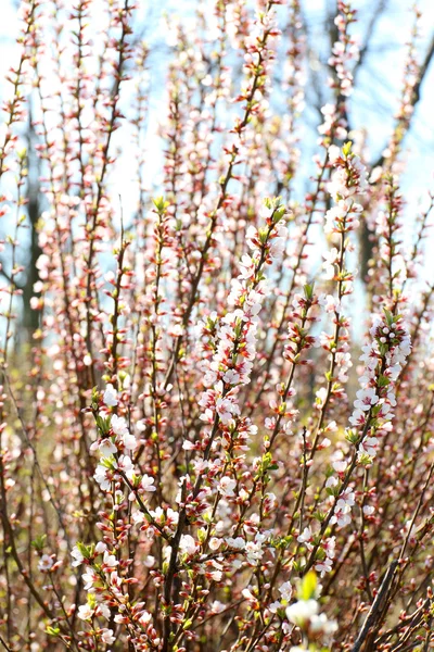 Wiosną kwitnące gałązki z bliska — Zdjęcie stockowe