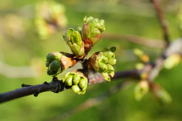 Spring buds on tree twigs close up — Stock Photo, Image