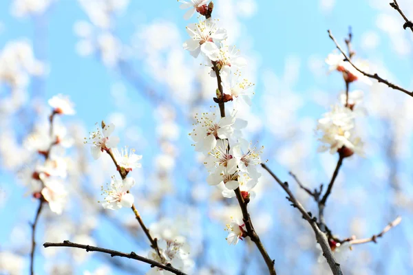 Ramitas de albaricoque florecientes en primavera de cerca — Foto de Stock