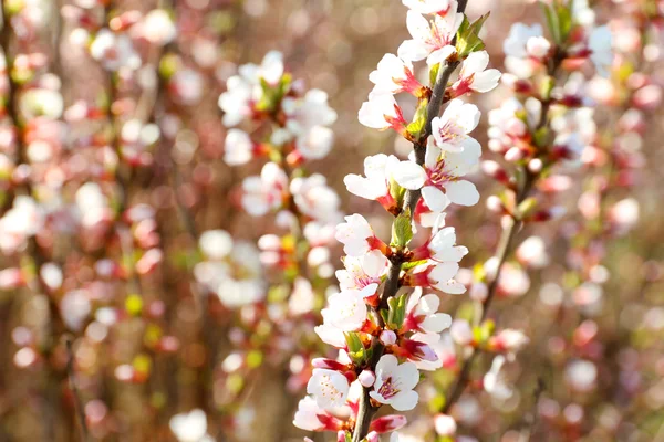 Blooming spring twigs close up — Stock Photo, Image