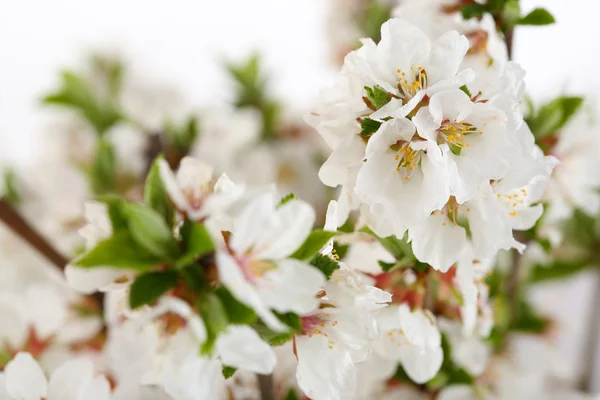 Beautiful blooming branches, close-up — Stock Photo, Image