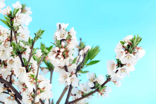 Belos ramos floridos, close-up, no fundo claro — Fotografia de Stock