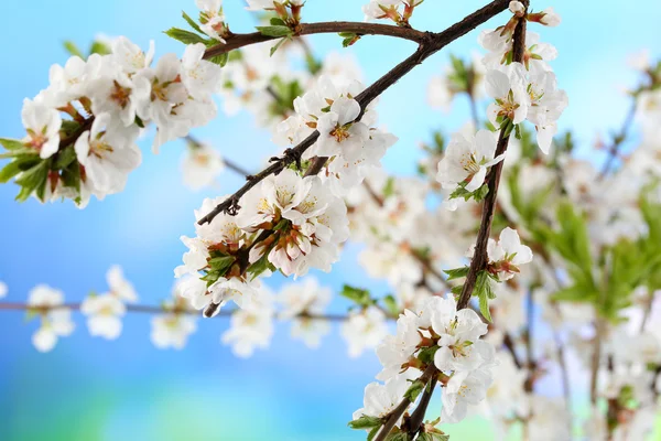 Bei rami in fiore, primo piano, su sfondo chiaro — Foto Stock