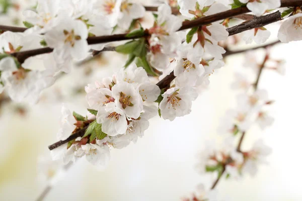 Bei rami in fiore, primo piano, su sfondo chiaro — Foto Stock