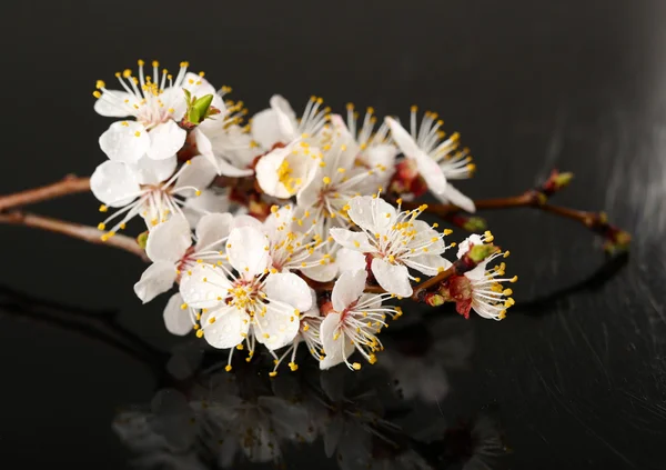Beautiful blooming branches  isolated on black — Stock Photo, Image