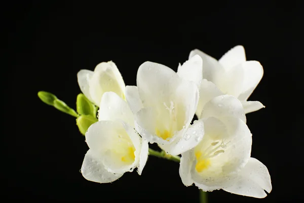 Zarte Freesia-Blume auf schwarzem Hintergrund — Stockfoto