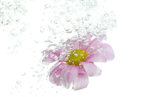 Flower in sparkling water — Stock Photo, Image