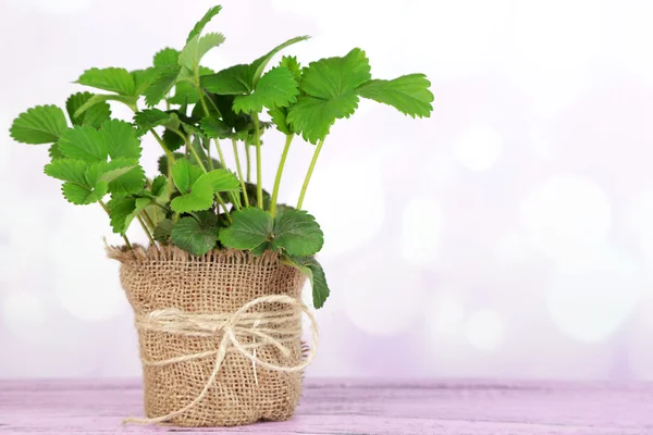 Strawberry bush in pot op houten tafel, op lichte achtergrond — Stockfoto