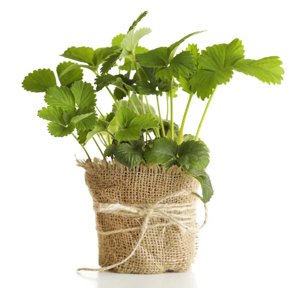 Strawberry bush in pot isolated on white — Stock Photo, Image