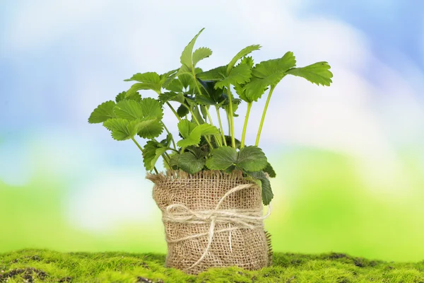 Strawberry bush in pot on grass on bright background — Stock Photo, Image