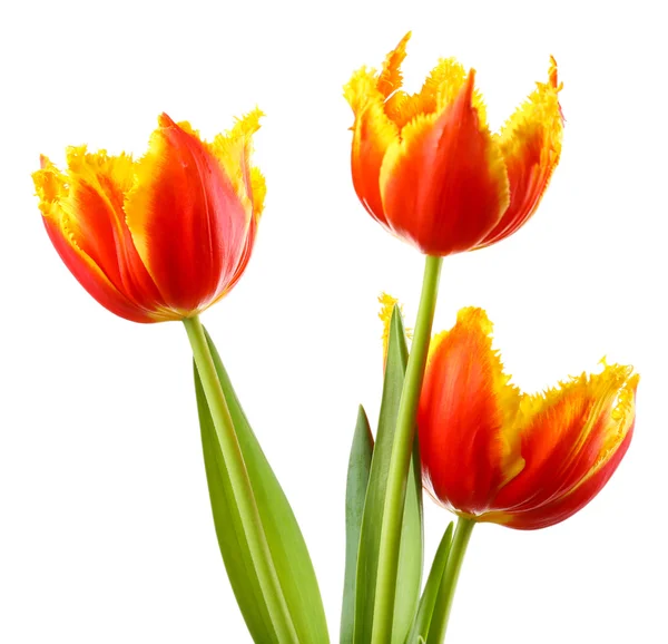 Beautiful tulips isolated on white Royalty Free Stock Photos