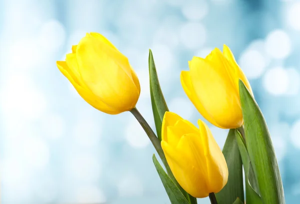 Beautiful tulips on bright background Stock Image