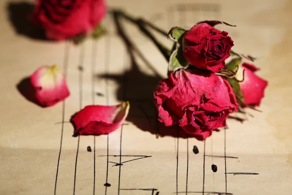 Rosas secas cor-de-rosa bonitas em papel velho com notas — Fotografia de Stock