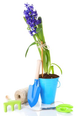 Bahçe ekipmanları ve çiçekler üzerinde beyaz izole metal kovada kompozisyonu