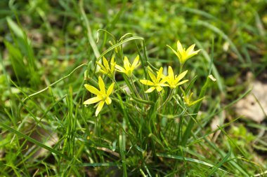 açık havada küçük çiçekli güzel bahar çimen