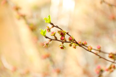 açık havada ağaç üzerinde güzel bahar yaprak