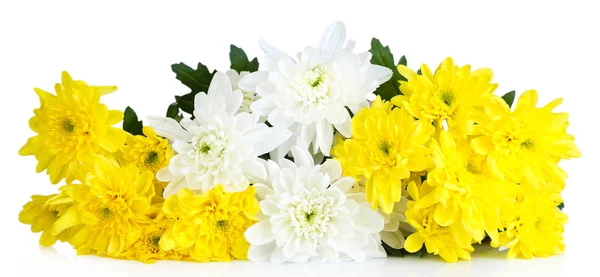 Bellissimi fiori di crisantemo isolati su bianco — Foto Stock