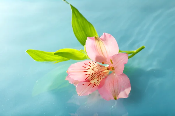 Flor flotante de cerca — Foto de Stock