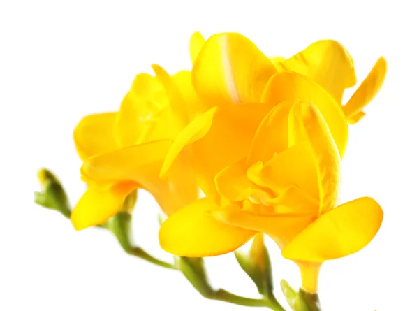 Belles fleurs freesia, isolées sur blanc — Photo