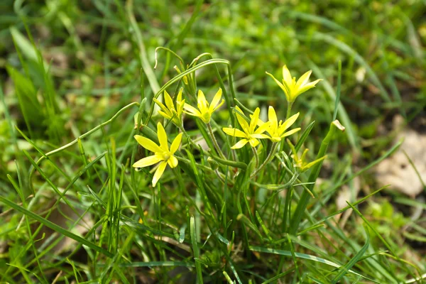 Beautiful spring grass with small flowers outdoors — Stock Photo, Image