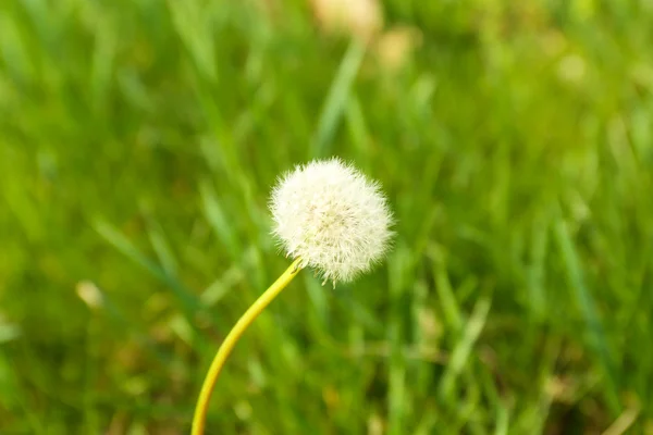 Mooie paardebloem buitenshuis — Stockfoto