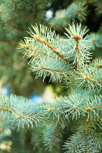 Christmas tree branch close-up buiten — Stockfoto