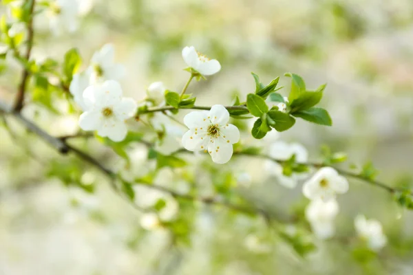 Beautiful fruit blossom outdoors — Stock Photo, Image