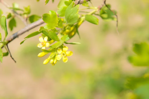 Prachtige lente takje met gele bloemen en bladeren, buitenshuis — Stockfoto