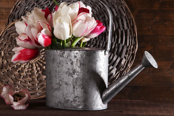 Beautiful tulips in watering can on wooden background — Stock Photo, Image